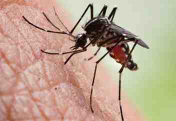 MOSQUITOES CONTROL